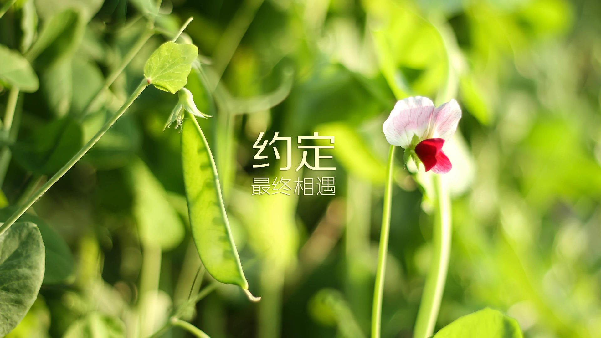 国足锋线组合效率排行榜，国足锋线组合效率排行榜最新